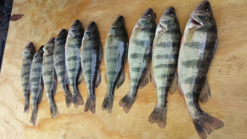 A photo of Dave Jerry's catch