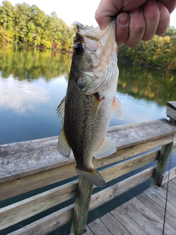 A photo of Dan Forgacs's catch