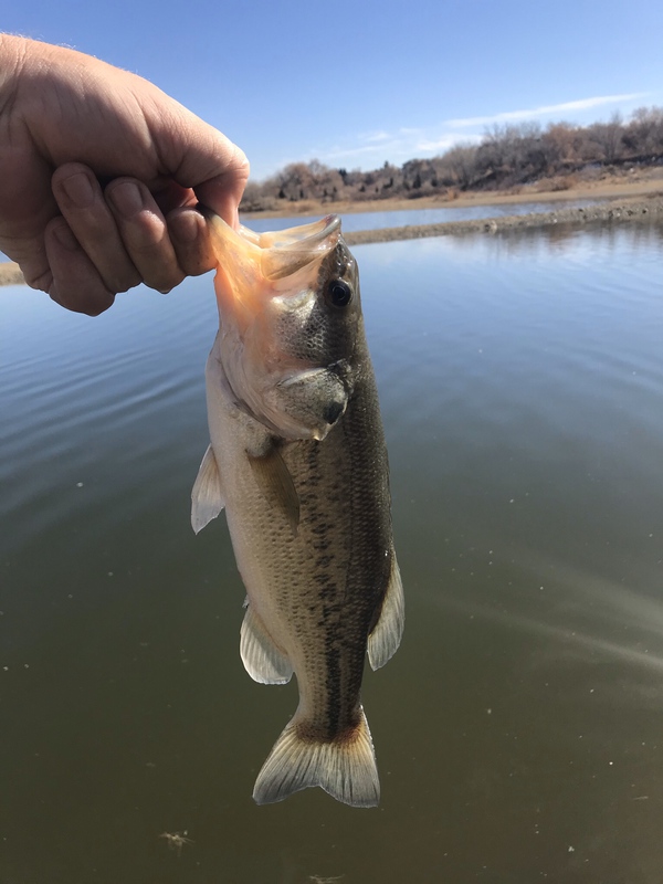 A photo of Derek Campbell's catch