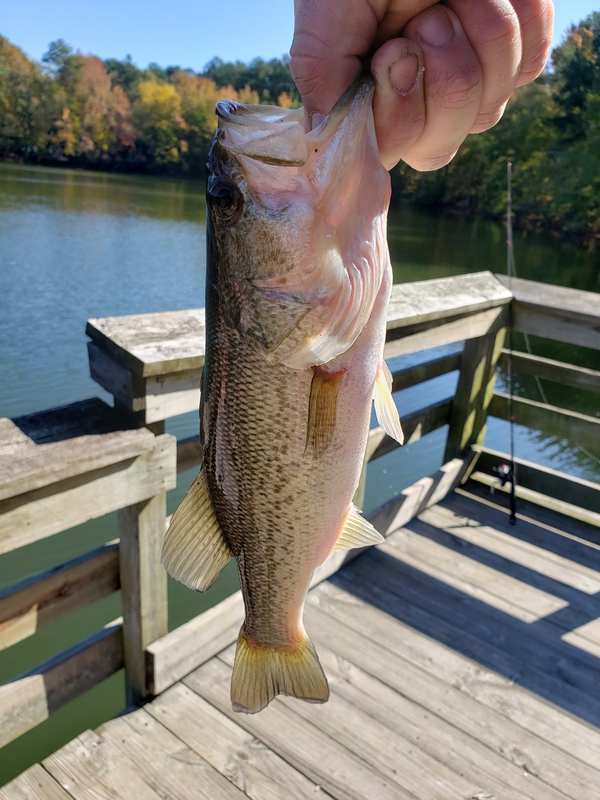 A photo of Dan Forgacs's catch
