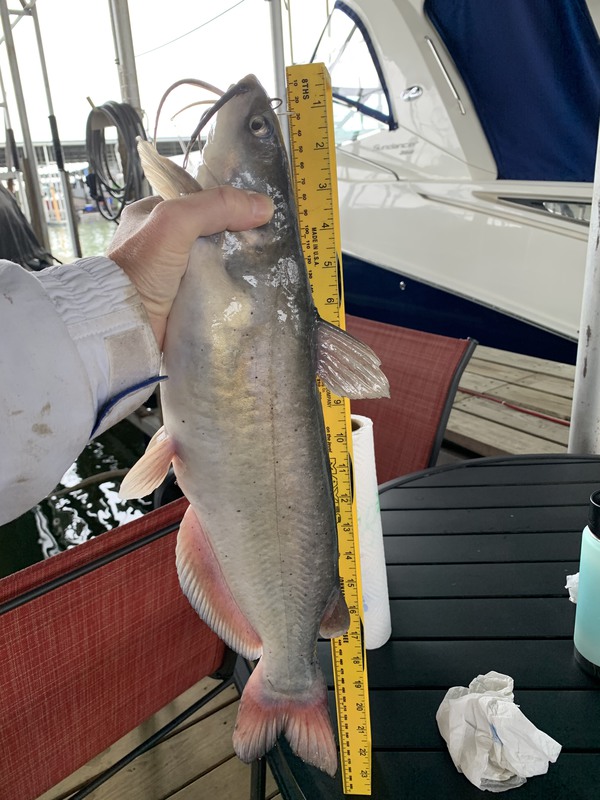 Caught a Catfish on Lewisville Lake