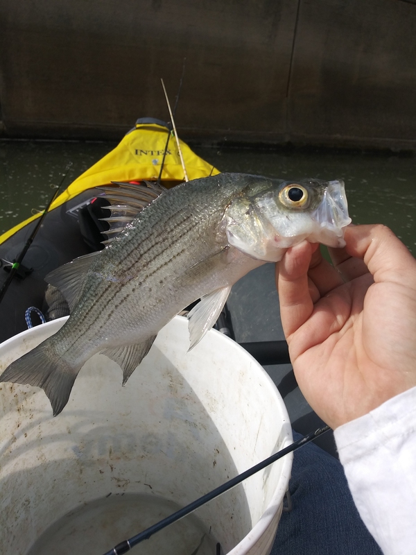 A photo of Zac Hammontree's catch