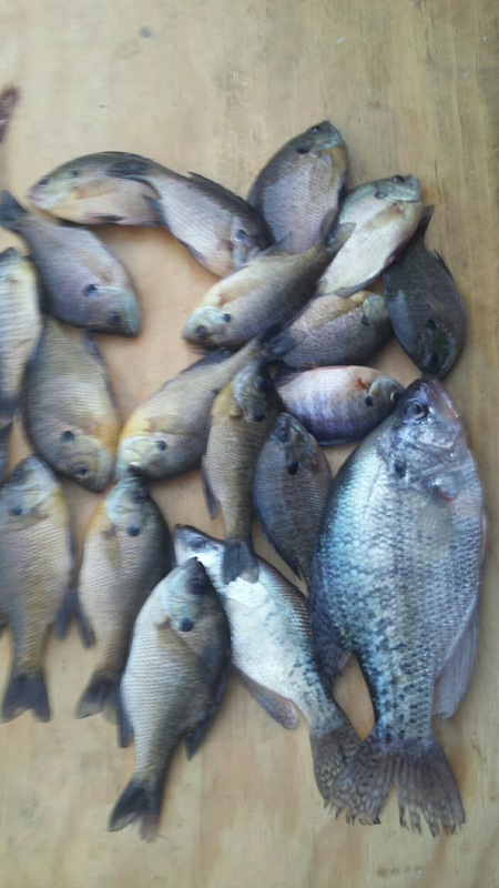 A photo of Dave Jerry's catch