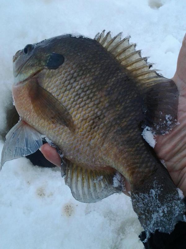 A photo of Joe Shock's catch