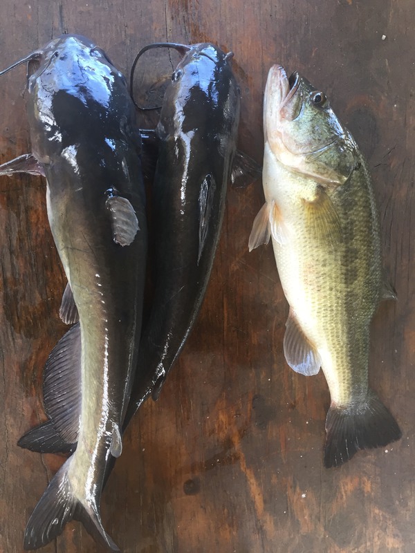 A photo of Charles Dartez's catch
