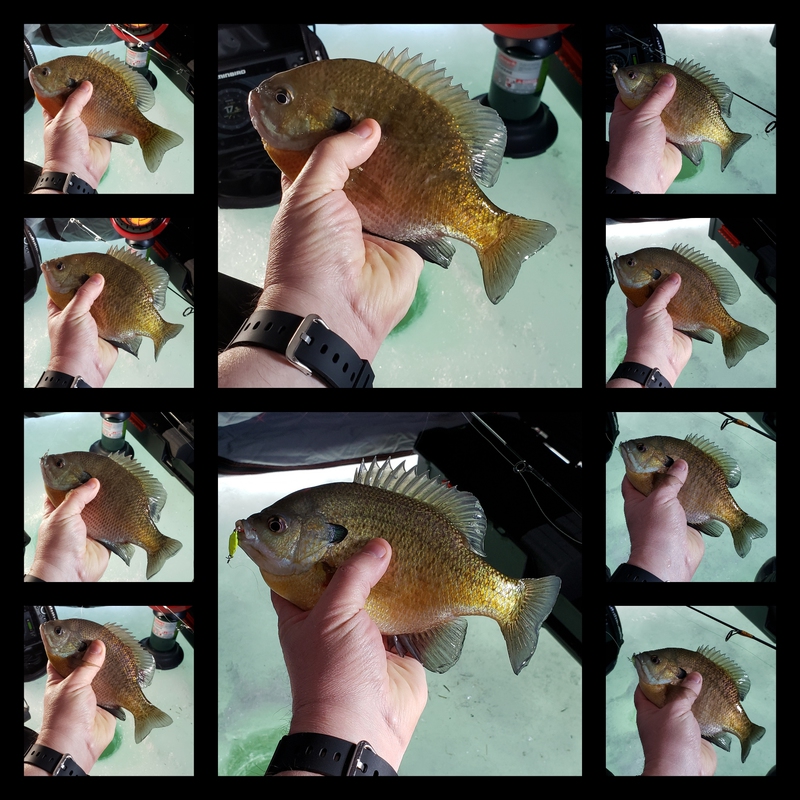 A photo of Scott Phillips's catch