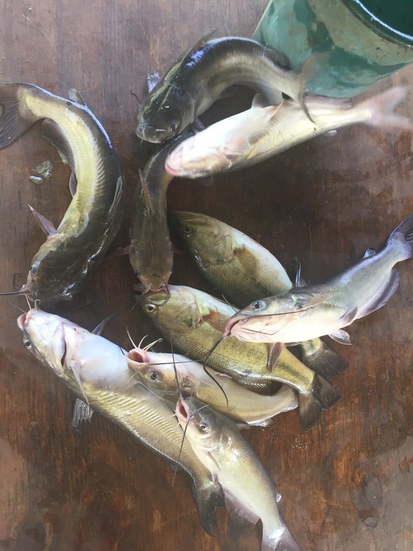 A photo of Charles Dartez's catch