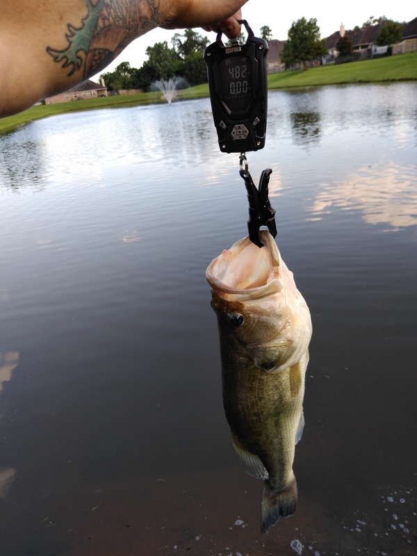 A photo of That Guy86's catch