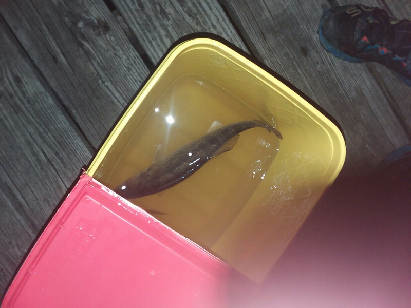 A photo of joseph pfalzgraf's catch