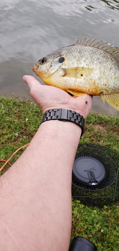 A photo of anthony  doric 's catch