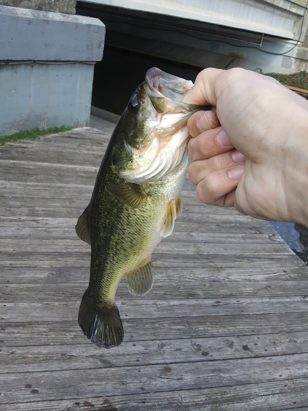 A photo of Job Cutler's catch
