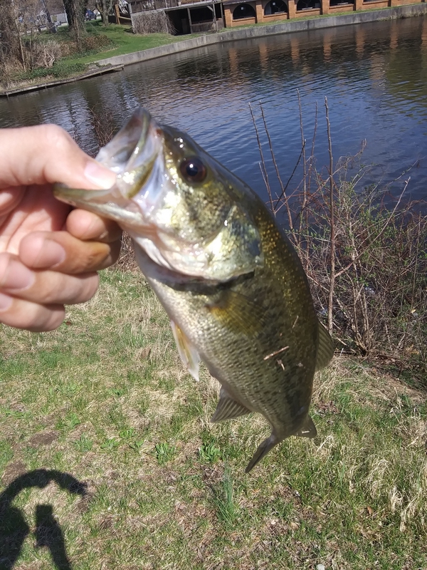 A photo of Job Cutler's catch