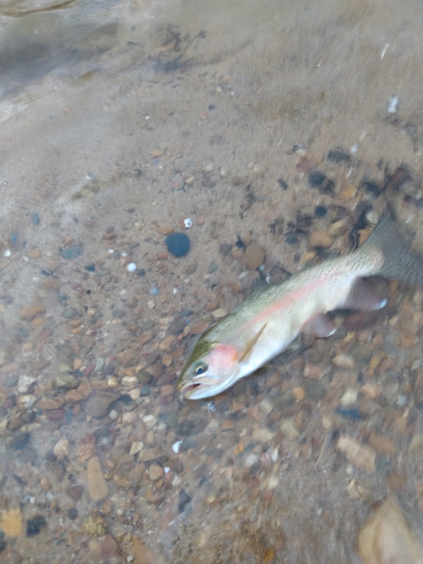 A photo of james hutton's catch