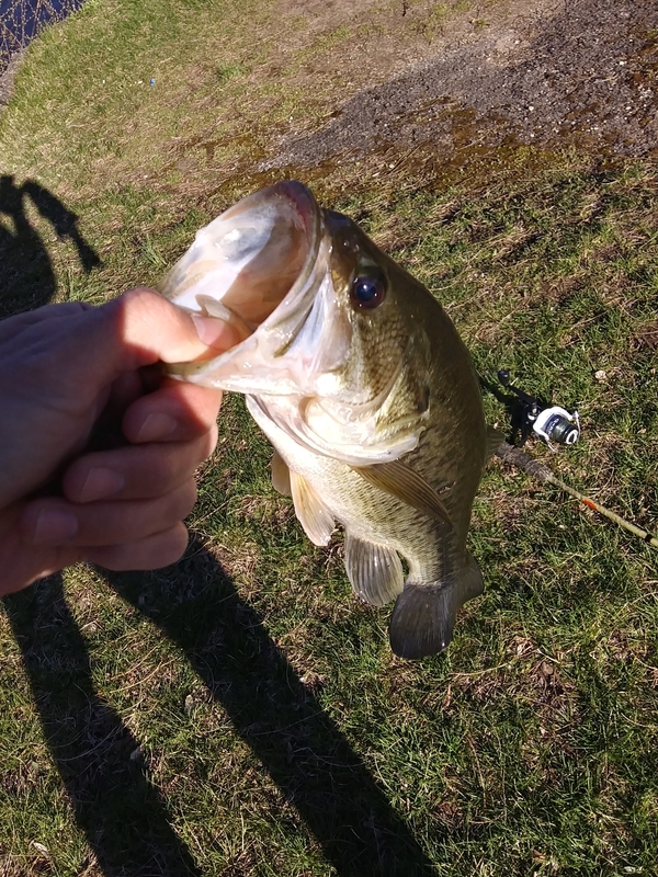 A photo of Job Cutler's catch