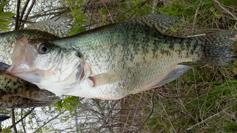 A photo of Marshall  Morrison's catch