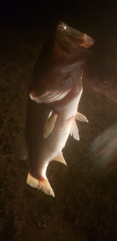 A photo of adam pierce's catch