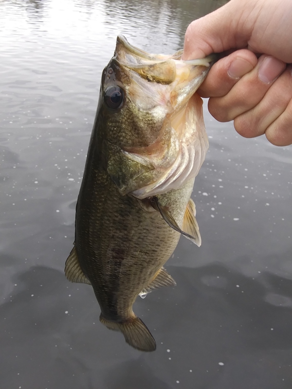 A photo of Job Cutler's catch