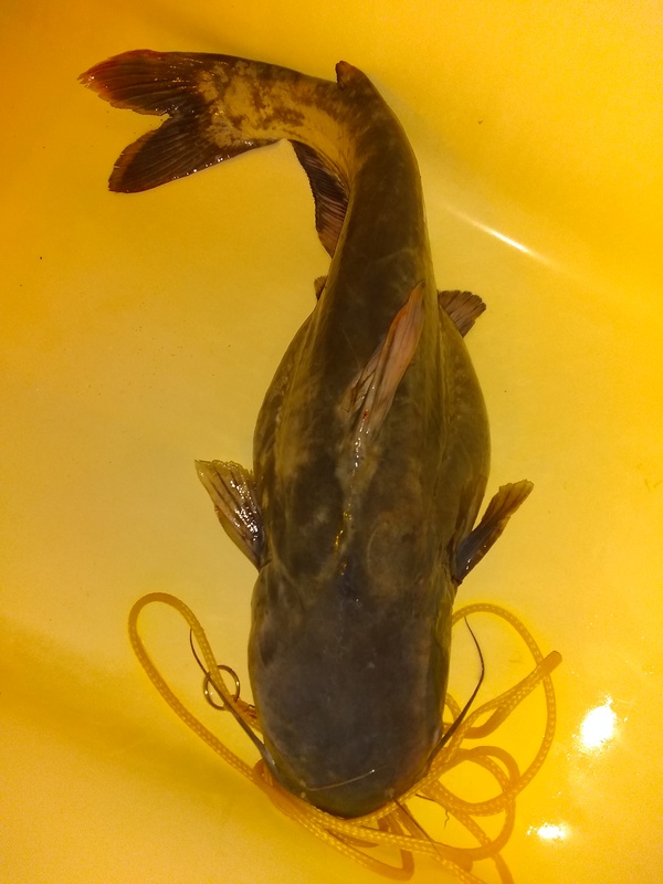 A photo of Karen Van Dommelen's catch