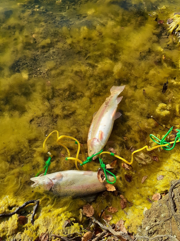 A photo of MATTHEW  Owen's catch
