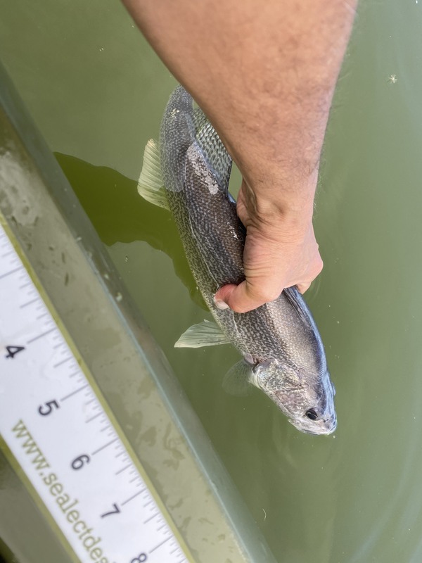 A photo of Rick Arno's catch