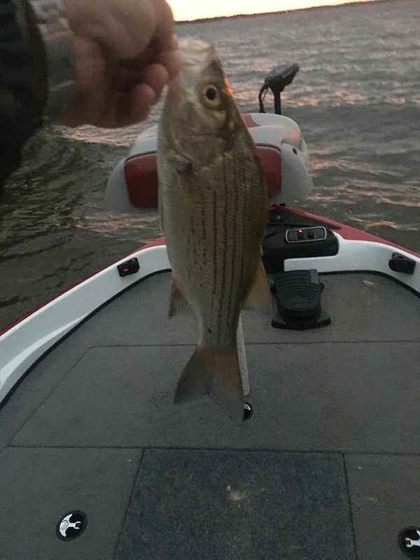 SUMMERVILLE / YEGUA CREEK WHITE BASS