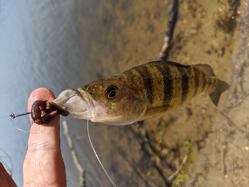 A photo of Steven Bellistri's catch