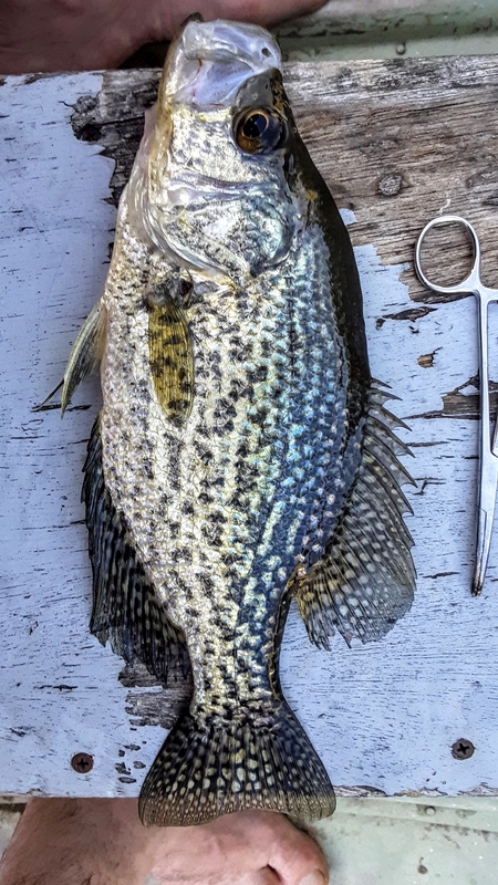 A photo of Gary Zsigrai's catch
