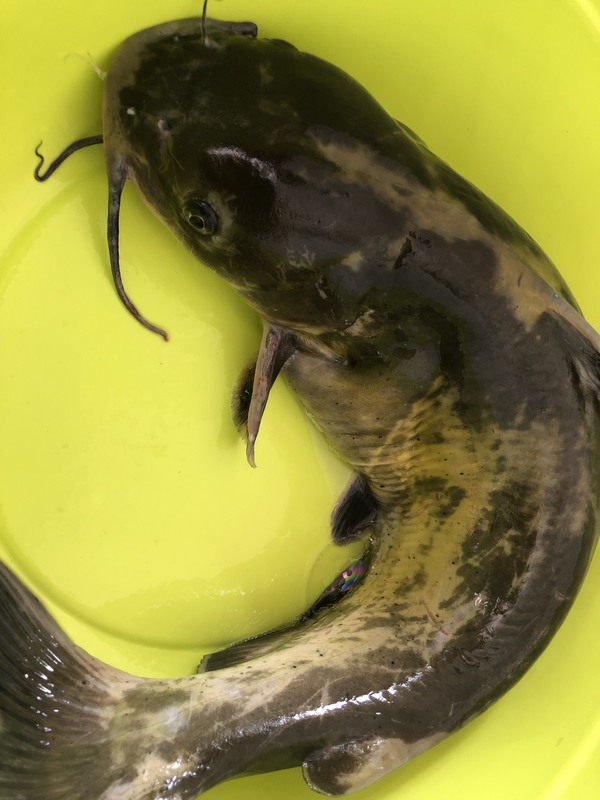 A photo of Christina Lei's catch