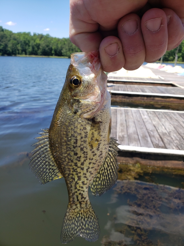 A photo of Dan Forgacs's catch