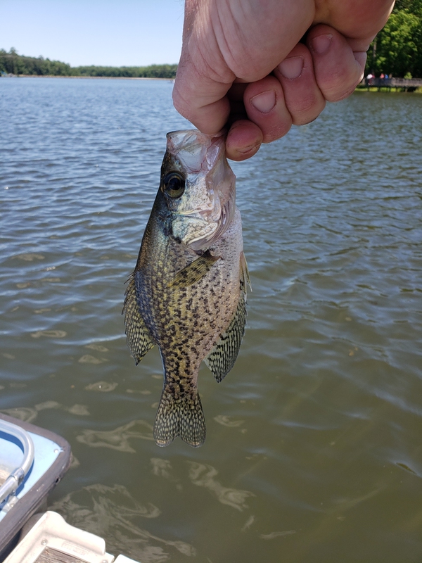 A photo of Dan Forgacs's catch