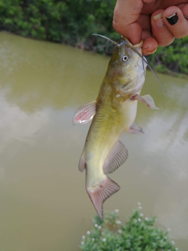 A photo of Katze Dillon's catch
