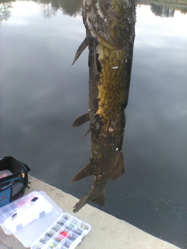 A photo of josh willoughby's catch