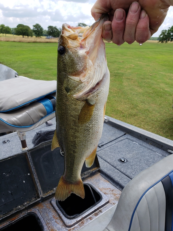 A photo of James  Jackson 's catch