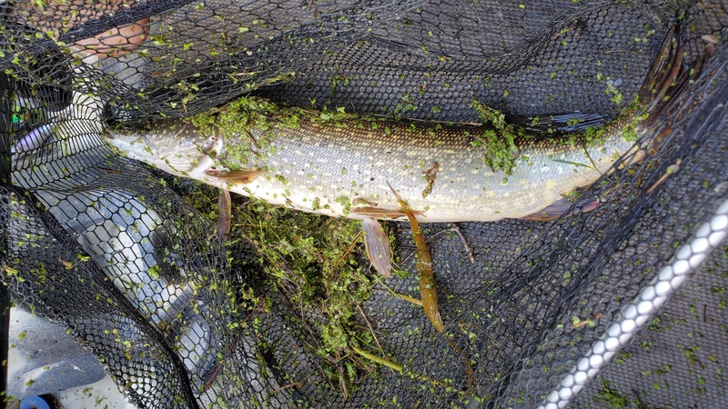 A photo of Asian Bucket  Man's catch