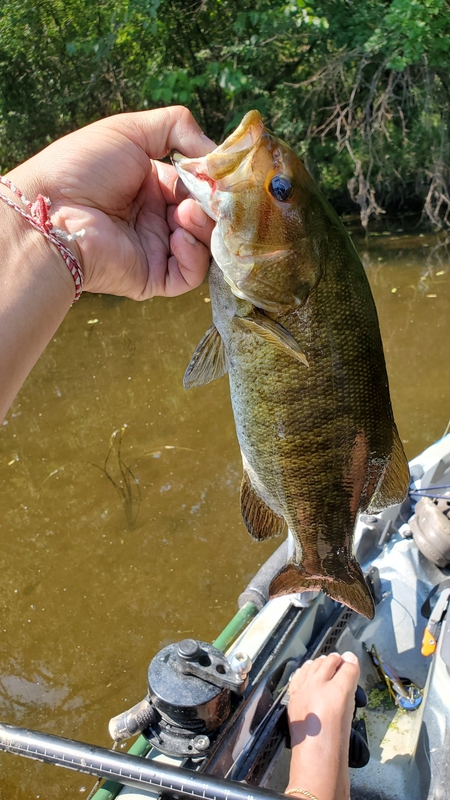 A photo of Asian Bucket  Man's catch