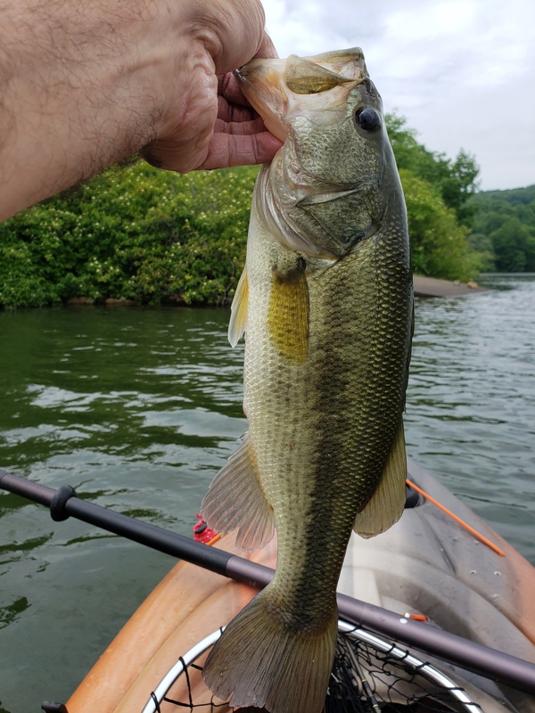 Caught a Largemouth Bass on Lake Arthur using a Chatterbait(Chartreuse)