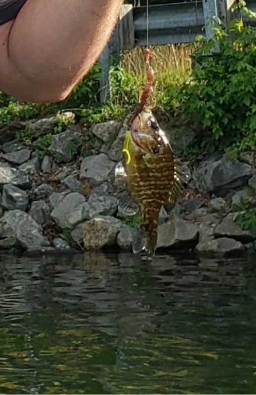 A photo of Dan Forgacs's catch