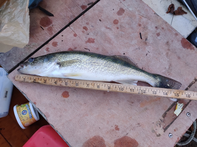 A photo of Aaron DeVos's catch