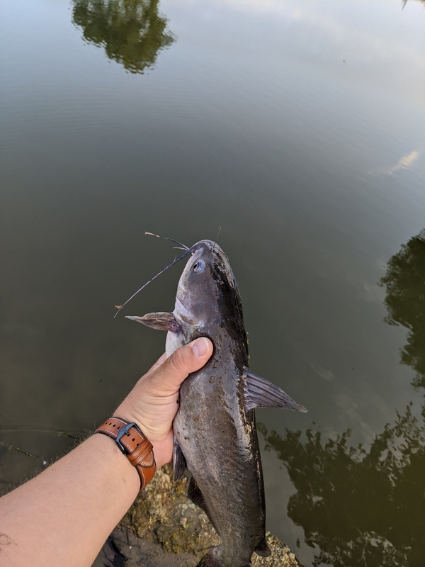Caught a Channel Catfish on Lake Fork