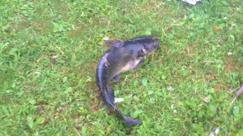 A photo of Zach Brust's catch