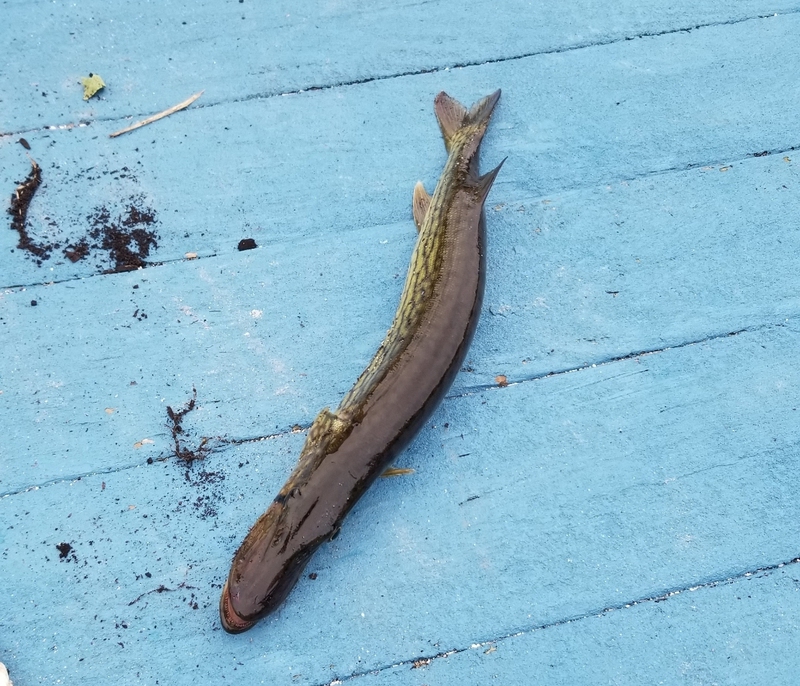 A photo of Bill Brottman's catch