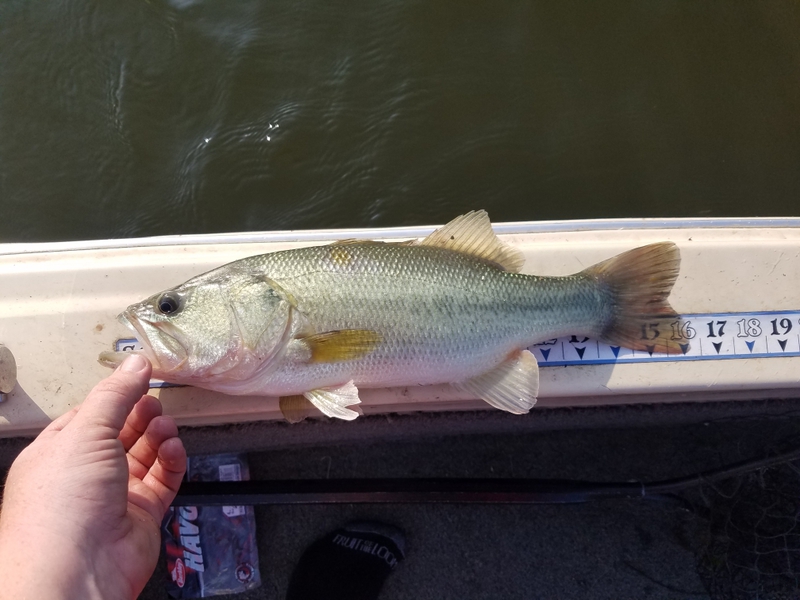 A photo of thomas hollerman's catch