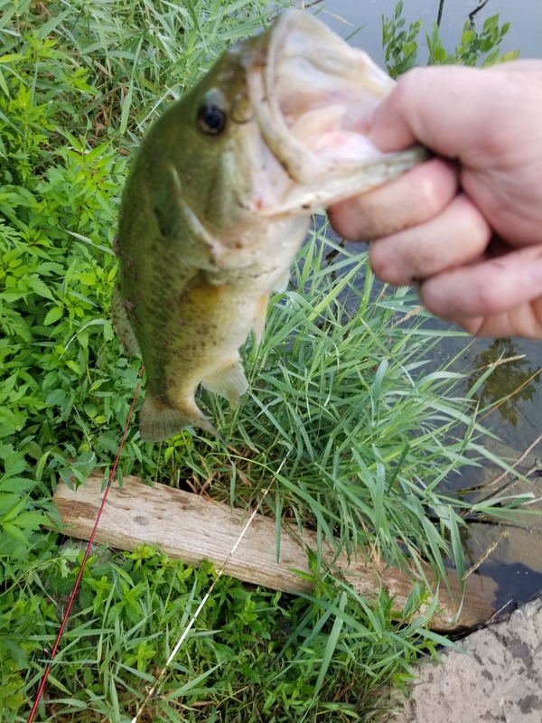 A photo of Tom Kelley's catch