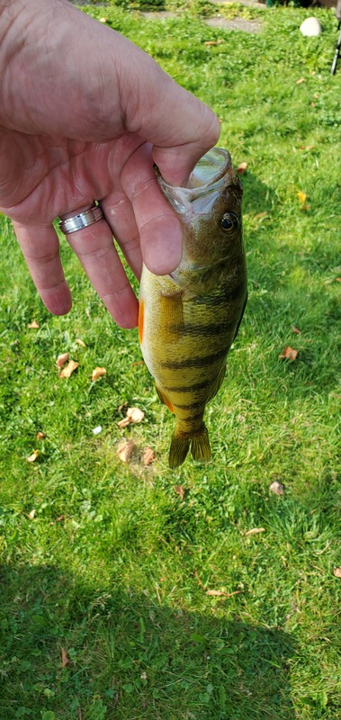 A photo of clint  coffman's catch
