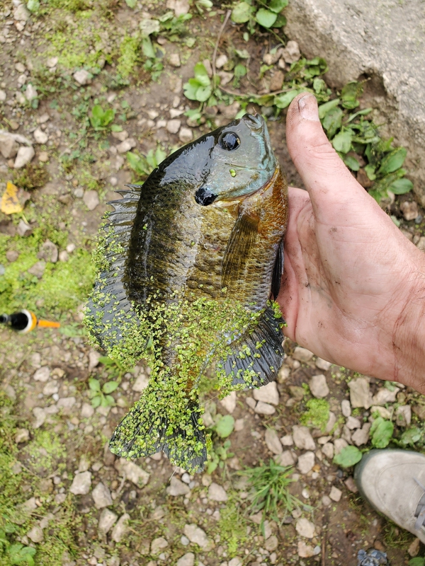 A photo of Brandon Watkins's catch