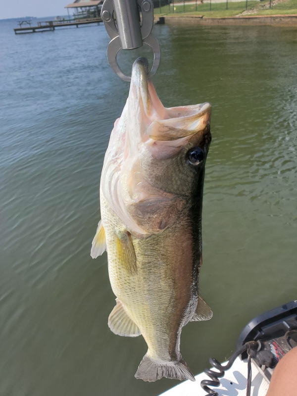 Cedar Creek Lake Sand Bass Run