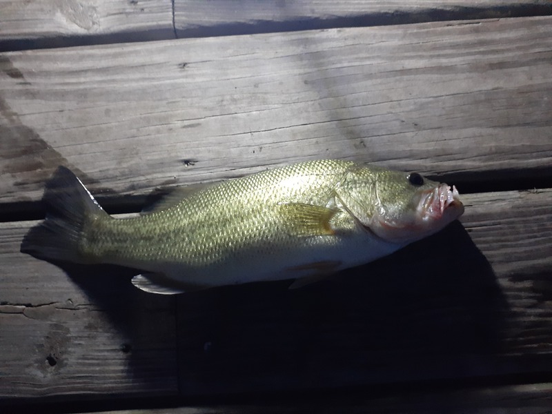 A photo of Paul  Estatio's catch