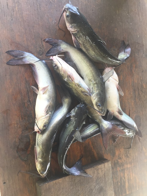 A photo of Charles Dartez's catch