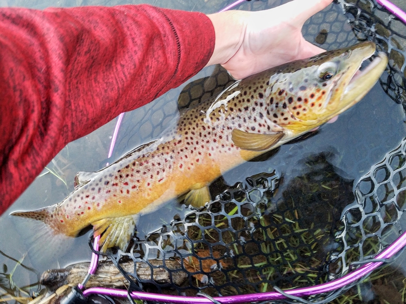 A photo of Haden Buck's catch