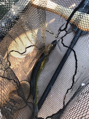 A photo of Bill Brottman's catch